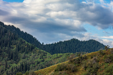 landscape in the summer