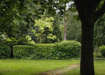 Naklejka premium Park Friedhof Gelände Bäume Wiese, August, nach Regen