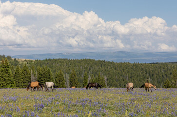 Wild Horses in Summer in the Pryor Mountains of Montana