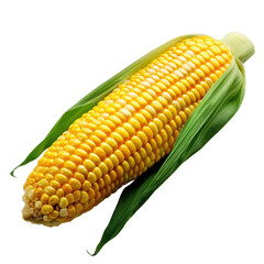 Fresh yellow corn on the cob with green husk isolated on white background. Ideal for cooking, grilling, or food-related themes.