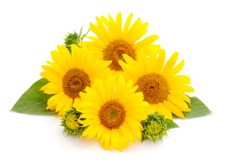Group of yellow bright beautiful sunflower flowers.