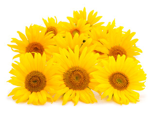 Group of yellow bright beautiful sunflower flowers.