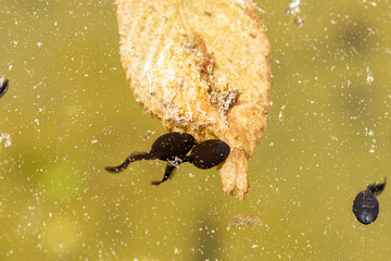 Tadpoles in a pond in Saint Gallen in Switzerland