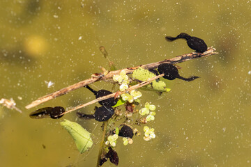 Tadpoles in a pond in Saint Gallen in Switzerland