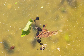 Tadpoles in a pond in Saint Gallen in Switzerland