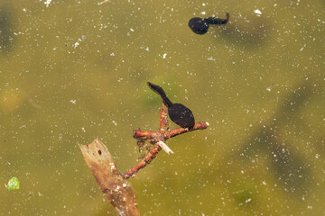 Tadpoles in a pond in Saint Gallen in Switzerland