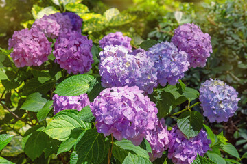 Beautiful flowers of hydrangea  in garden on sunny day. Hydrangea macrophylla