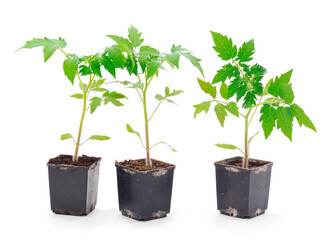 Seedlings of tomato in plastic  pot.