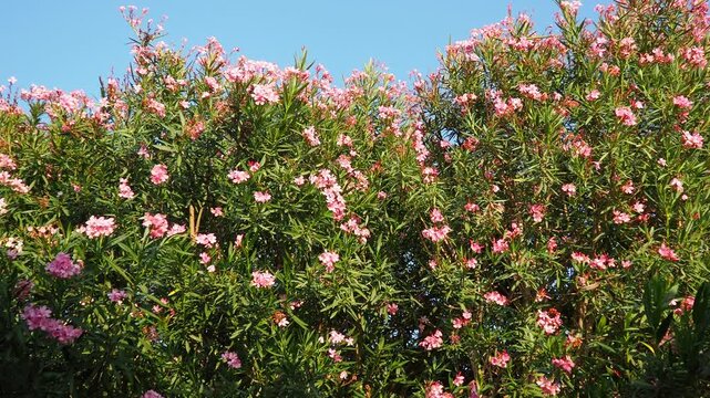 Nerium oleander, rosebay cultivated worldwide in temperate and subtropical areas as an ornamental and landscaping plant. Genus Nerium, Apocynoideae, Apocynaceae. Montenegro, Adriatic, Mediterranean
