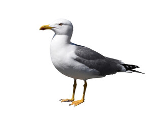 A seagull isolated on the transparent background