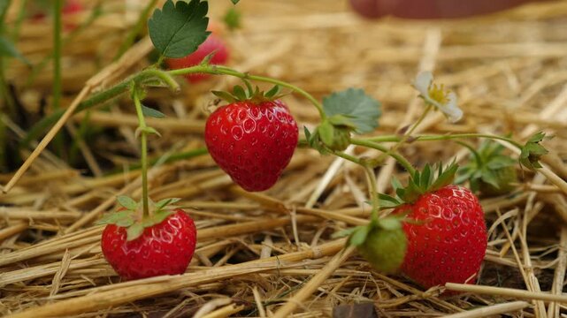 Ripe strawberries on straw bedding. Close up