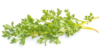 Obraz premium A crisp photo of a single cilantro stem with flat