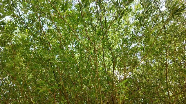 Texturas y naturaleza. Madera, frescura y fondos