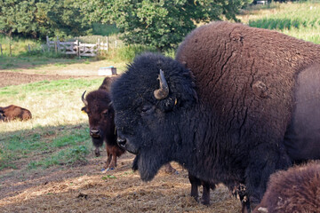 Bison on a farm pasture