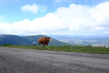 Obraz premium One adorable cow near road in mountains