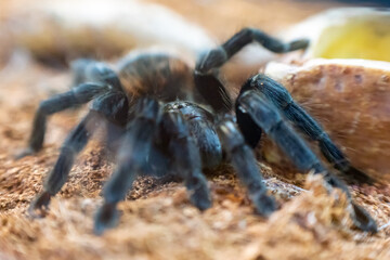 Tarantula spider Pterinopelma sazimai, in its natural habitat