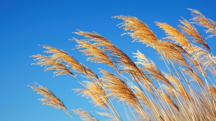 Golden Grass Blowing in the Wind