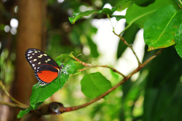 butterfly on a tree