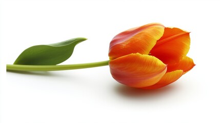 A high-resolution image of a single tulip flower in full bloom