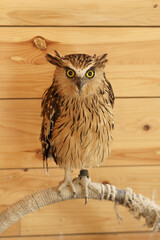 An owl standing on a wooden branch while looking straight ahead