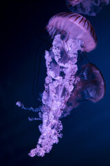 Jellyfish in the deep blue sea, close up of photo on black background