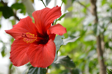 red poppy flower