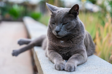 The portrait of a street, homeless cat.