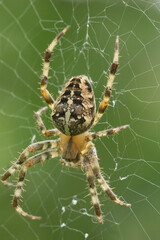 Detailed closeup on the European diadem spider, Araneus diadematus waiting in it's web