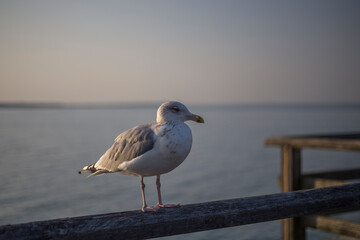 portrait of a seagull on the Baltic Sea