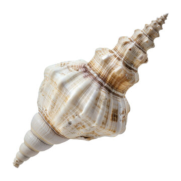 "Auger Shell"-Bilder: Stock-Fotos & -Videos. | Adobe Stock