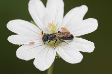 Closeup on a small scissor bee, Chelostoma campanulorum on a white flower