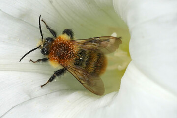 Closeup on a Brawn banded bumblebee, Bombus pascuorum in a white Convolvulus flower