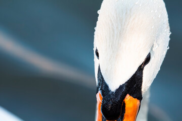 Close-up portrait of a swan © Андрей Пинаев