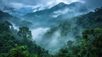 South American Rainforest Background