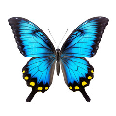 Stunning Close-Up of a Vibrant Blue Butterfly Isolated on White.