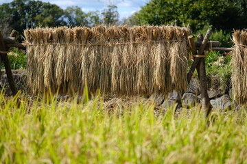 稲架掛け