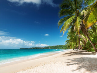A view of an empty tropical beach, palm trees