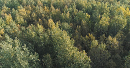 Aerial flying over sunny autumn forest