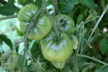 Green tomatoes ripen on bushes