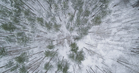 Aerial top view descent fly over winter frozen pine forest