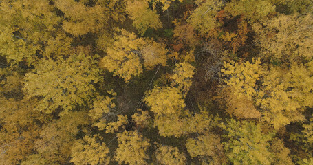 Aerial backward ascent shot over yellow golden birch forest in autumn