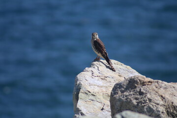 bird on the rock