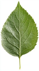 Obraz premium A close-up of a single sunflower leaf