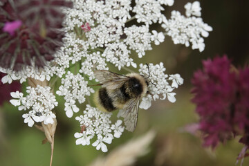 A Bumblebee (Bombus) feeding on Wild Carrot flowers