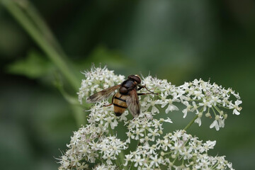 A Lesser Hornet Hoverfly, Volucella inanis