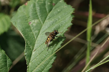 A Hoverfly, Helophilus pendulus