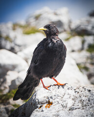 Black bird on the rock