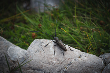 the bug on the ground