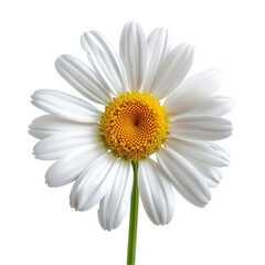 daisy isolated on white