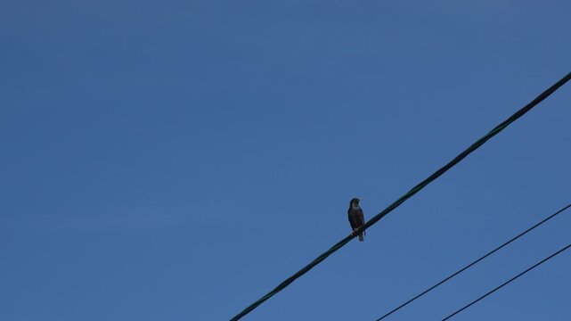A bird is perched on a power line. The sky is clear and blue. The bird is looking down at the ground.